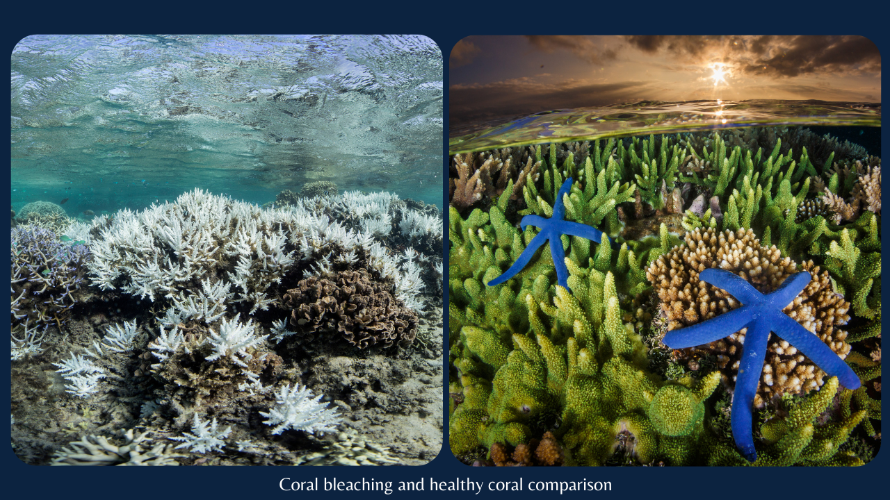 coral bleaching comparison