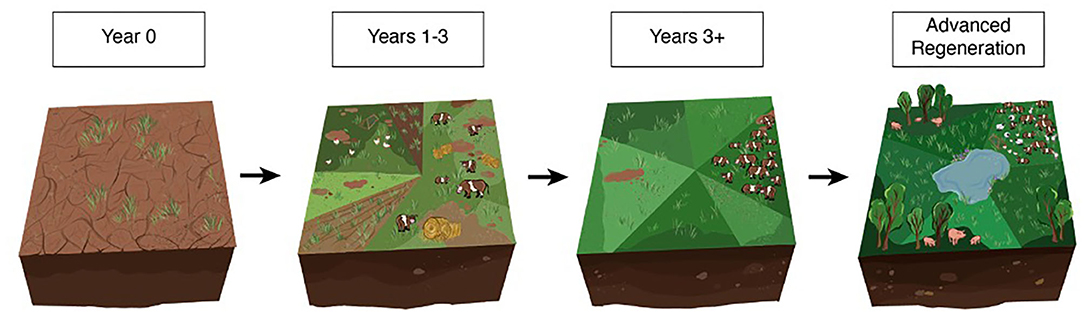 regeneration strategy