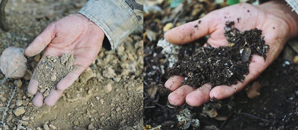 healthy soil